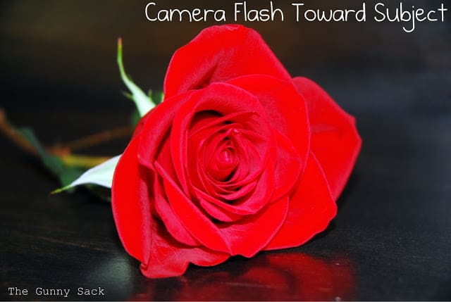 rose with camera flash toward subject