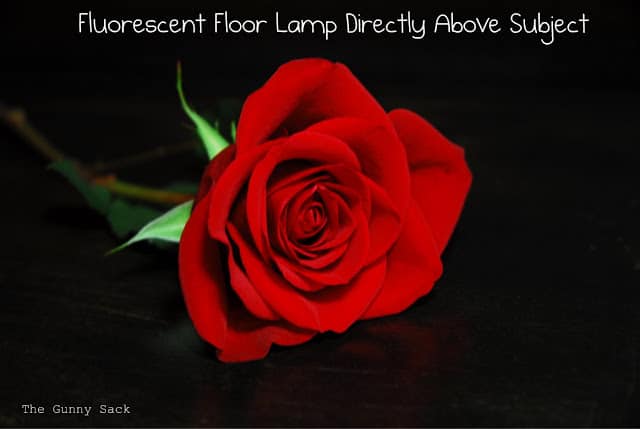 florescent lamp directly above rose