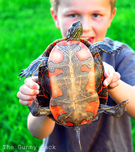 boy holding turtle