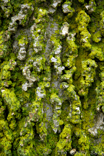 Moss Covered Tree Bark Texture In Photography