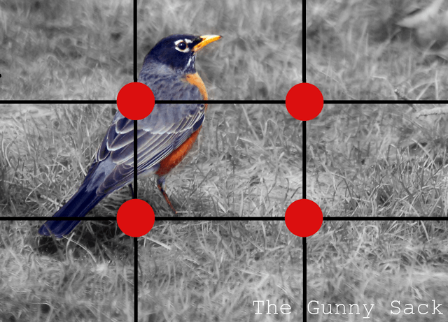 Robin Rule of Thirds in Photography
