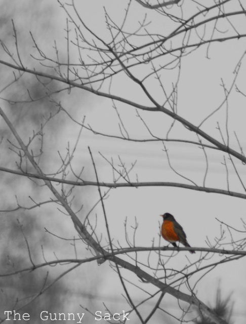 Robin In Tree Asymmetry in Photography