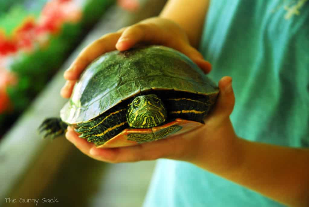 child holding a turtle