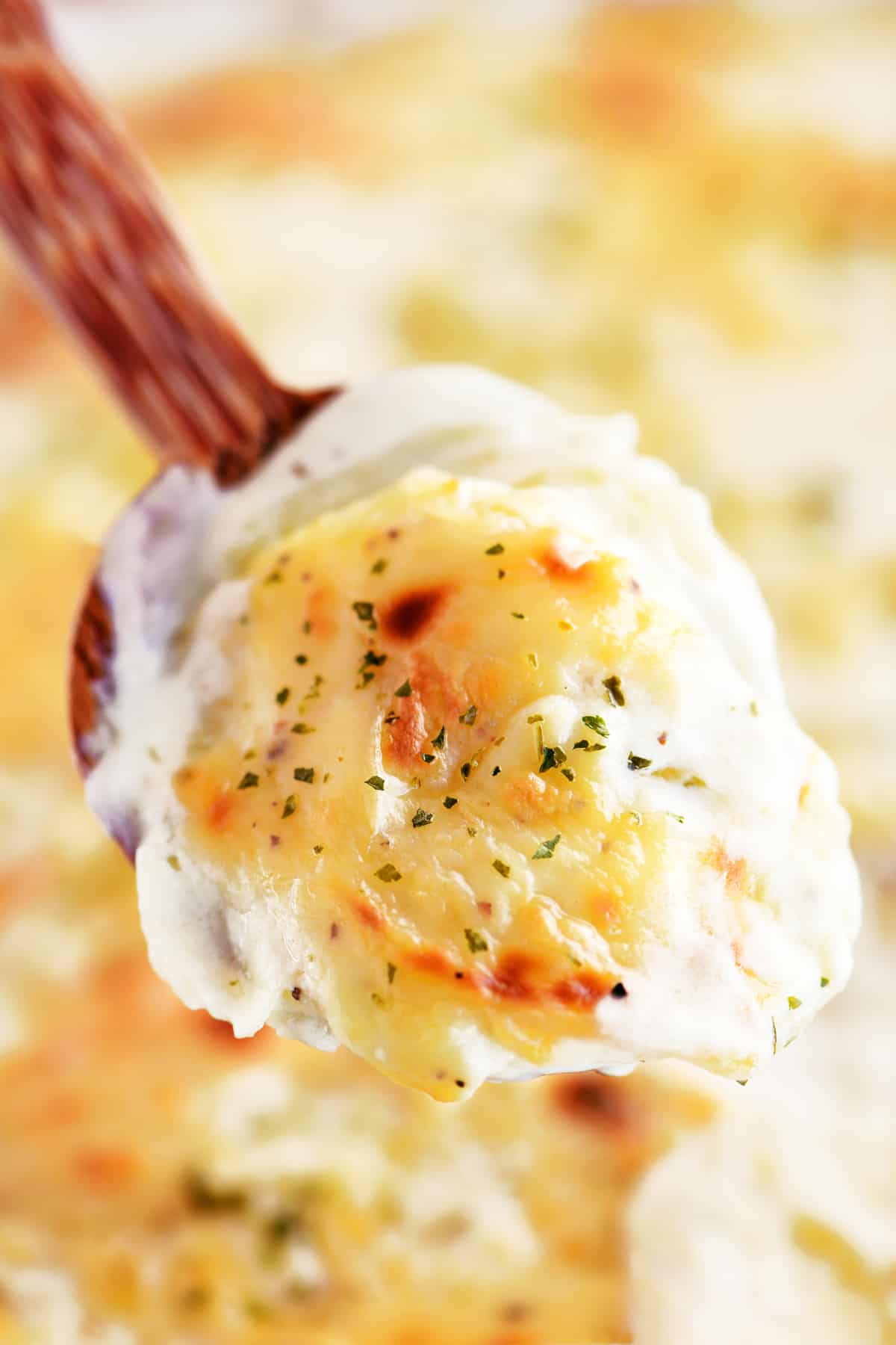 Wooden spoonful of scalloped potatoes.